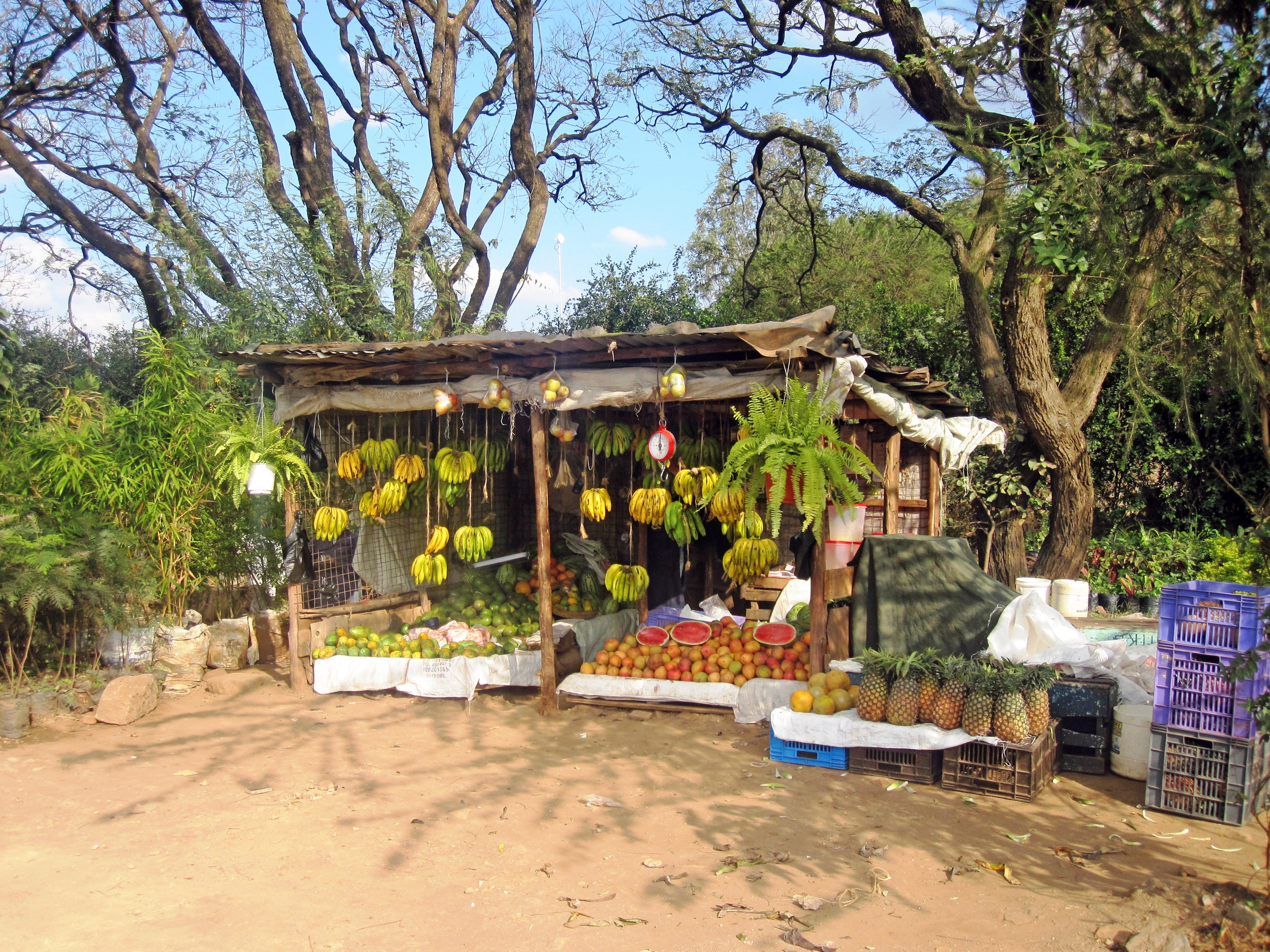 A fruit garden in Nairobi